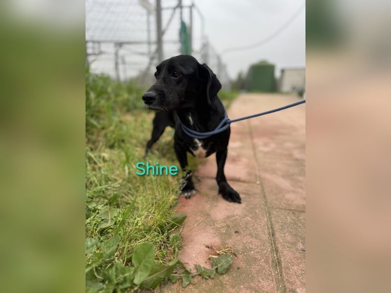 Shine geb. 06/2021 (ESP) - sozialer und verspielter Dackel-Mix wünscht sich eine Familie!