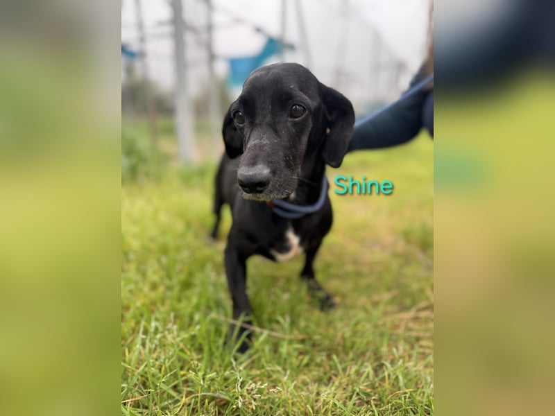 Shine geb. 06/2021 (ESP) - sozialer und verspielter Dackel-Mix wünscht sich eine Familie!