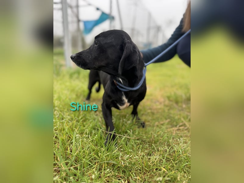 Shine geb. 06/2021 (ESP) - sozialer und verspielter Dackel-Mix wünscht sich eine Familie!