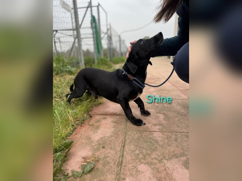 Shine geb. 06/2021 (ESP) - sozialer und verspielter Dackel-Mix wünscht sich eine Familie!