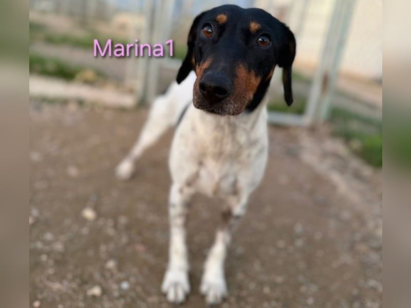 Marina1 geb. 11/2022 (ESP) - unglaublich sanfte und liebevolle Bodeguero-Dackel-Mix Hündin!