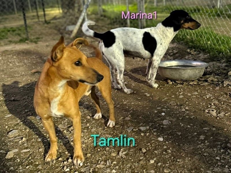 Marina1 geb. 11/2022 (in Deutschland) - unglaublich sanfte, liebevolle Bodeguero-Dackel-Mix Hündin!