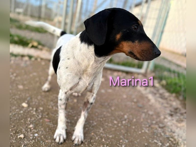 Marina1 geb. 11/2022 (in Deutschland) - unglaublich sanfte, liebevolle Bodeguero-Dackel-Mix Hündin!