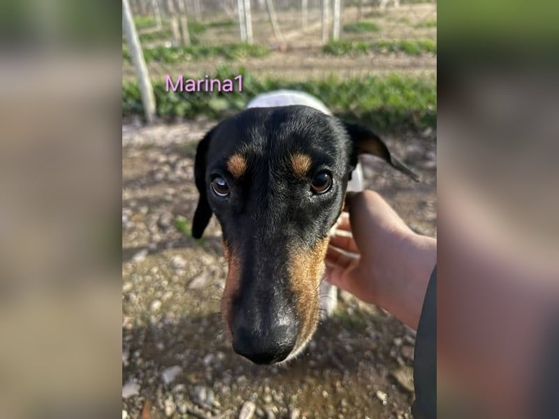 Marina1 geb. 11/2022 (in Deutschland) - unglaublich sanfte, liebevolle Bodeguero-Dackel-Mix Hündin!
