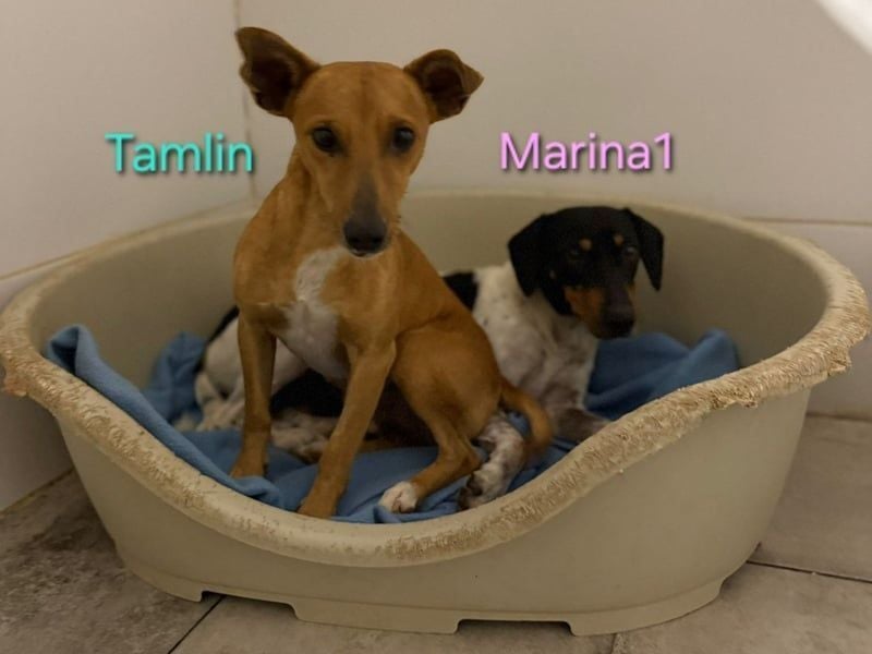 Marina1 geb. 11/2022 (in Deutschland) - unglaublich sanfte, liebevolle Bodeguero-Dackel-Mix Hündin!