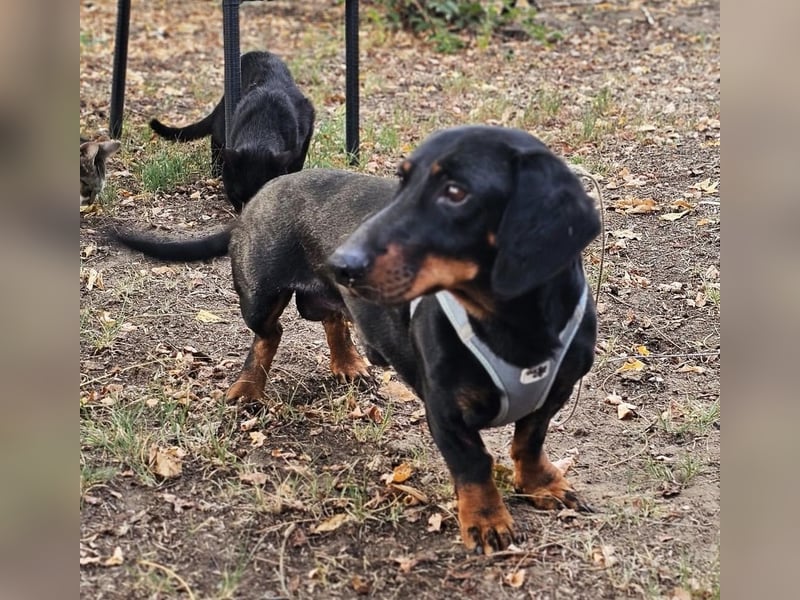 Walram ist ein typischer Dackel Walram ist ein typischer Dackel