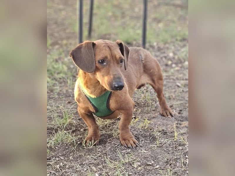 Der aufmerksame Jeppe möchte lernen