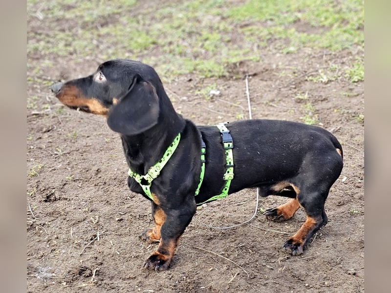 Jergl sucht ein ein behütetes Zuhause