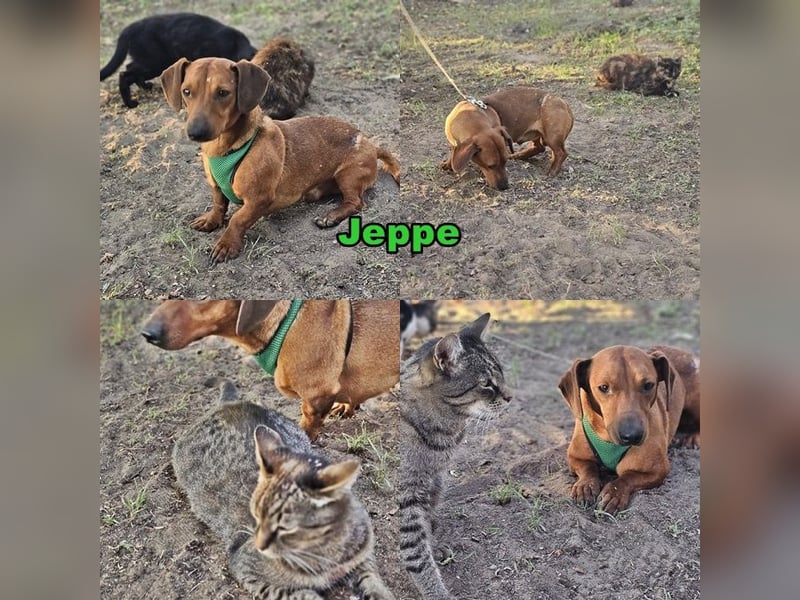 Der aufmerksame Jeppe möchte lernen