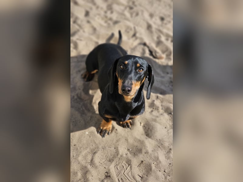 Heinzi ist ein charmanter, agiler Rüde