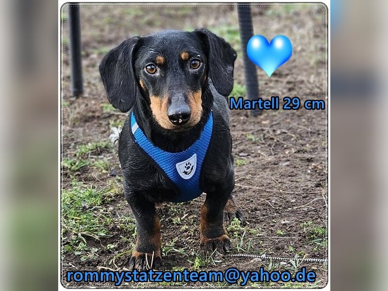 Martell ist clever und aufmerksam