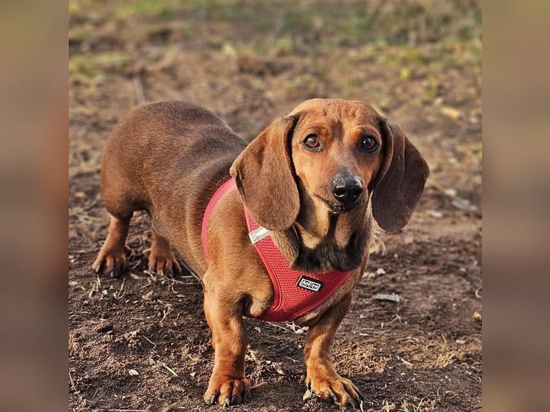 Stella ist ein tolles Dackelmädchen