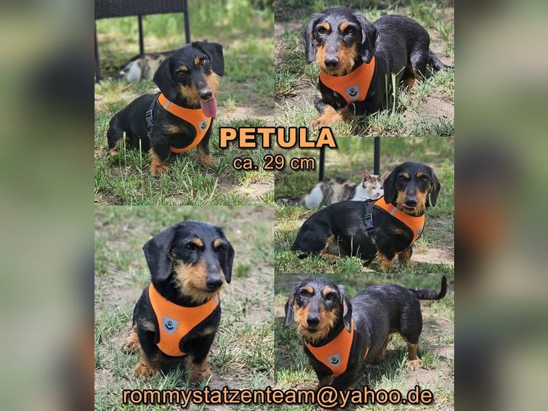Petula ist eine aktive, kernige, Hündin