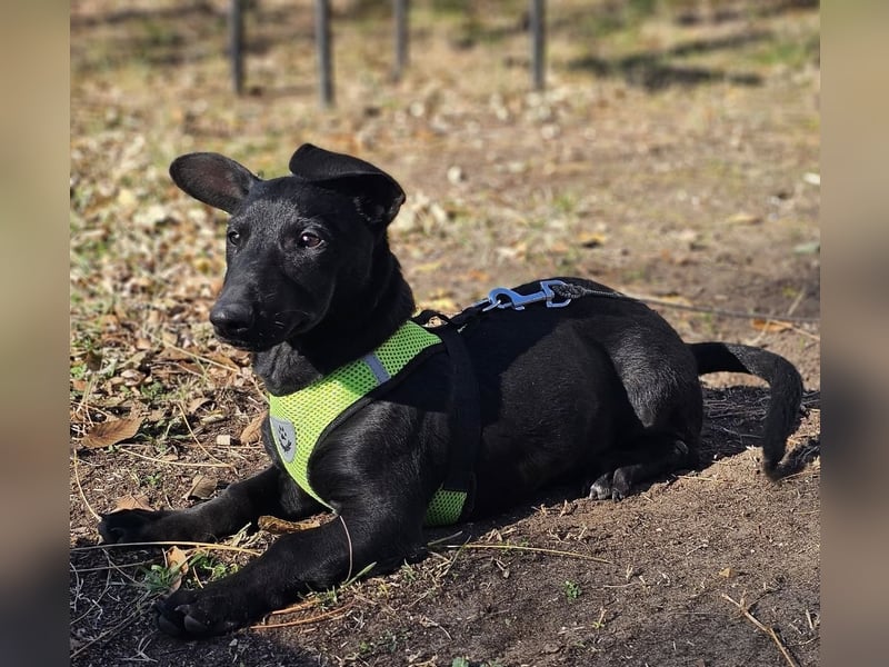 Coal-ein kleiner Charakterkopf und Clown