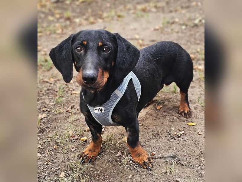 Walram ist ein typischer Dackel Walram ist ein typischer Dackel