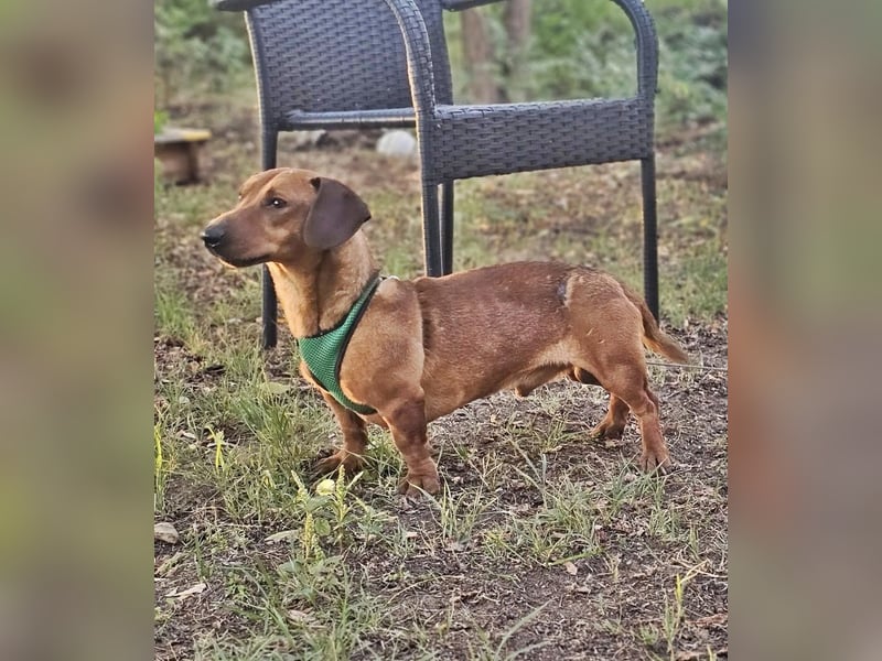 Der aufmerksame Jeppe möchte lernen