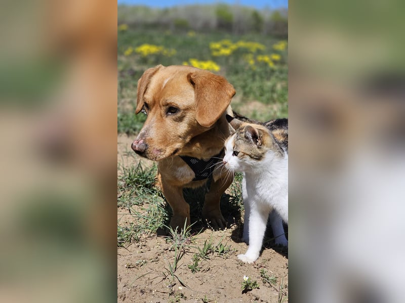 Kuno - lernfreudig und voller Energie