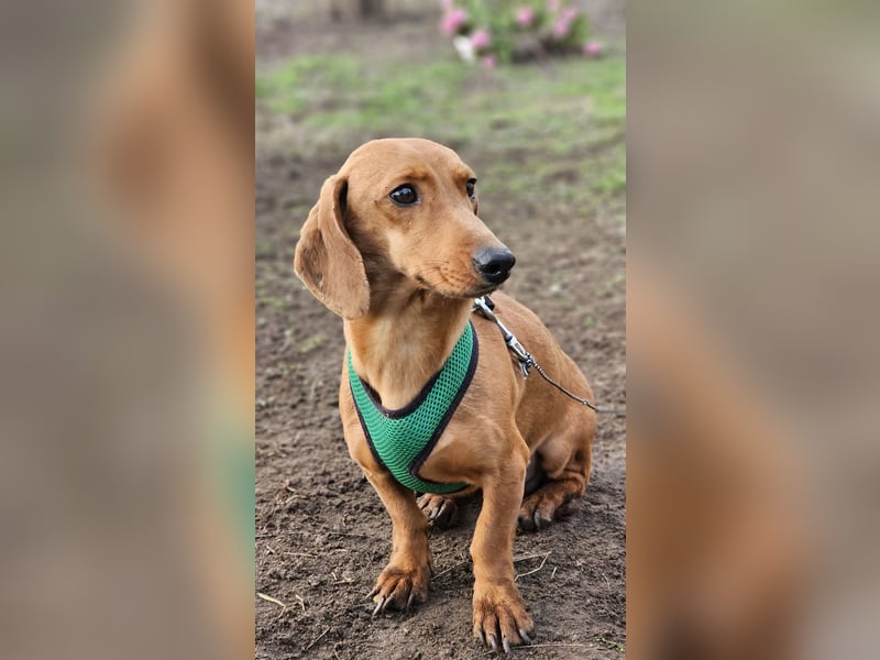 Eddi hat ein freundliches Wesen