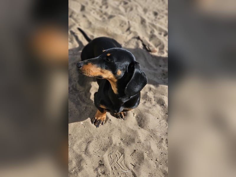 Heinzi ist ein charmanter, agiler Rüde