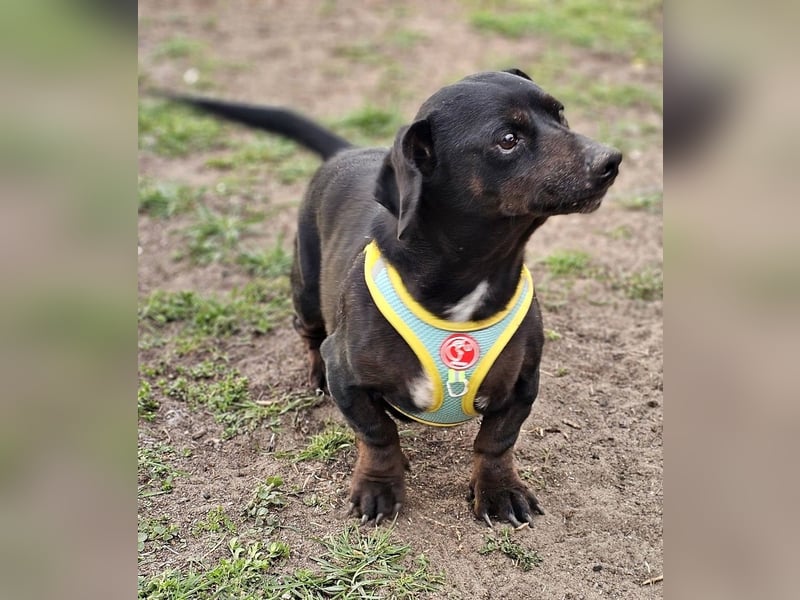 Mandi-ein Dackel mit einem Herz aus Gold