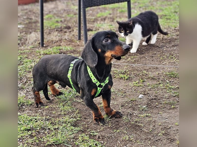 Jergl sucht ein ein behütetes Zuhause