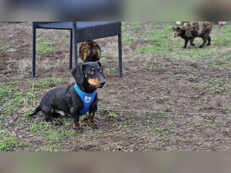 Martell ist clever und aufmerksam