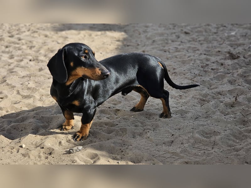 Heinzi ist ein charmanter, agiler Rüde