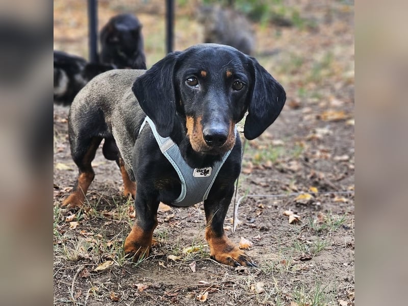 Walram ist ein typischer Dackel Walram ist ein typischer Dackel