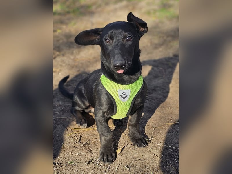 Coal-ein kleiner Charakterkopf und Clown