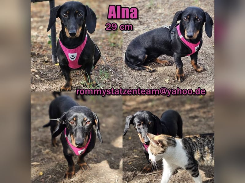 Um Alna wurde sich bisher nicht viel gekümmert