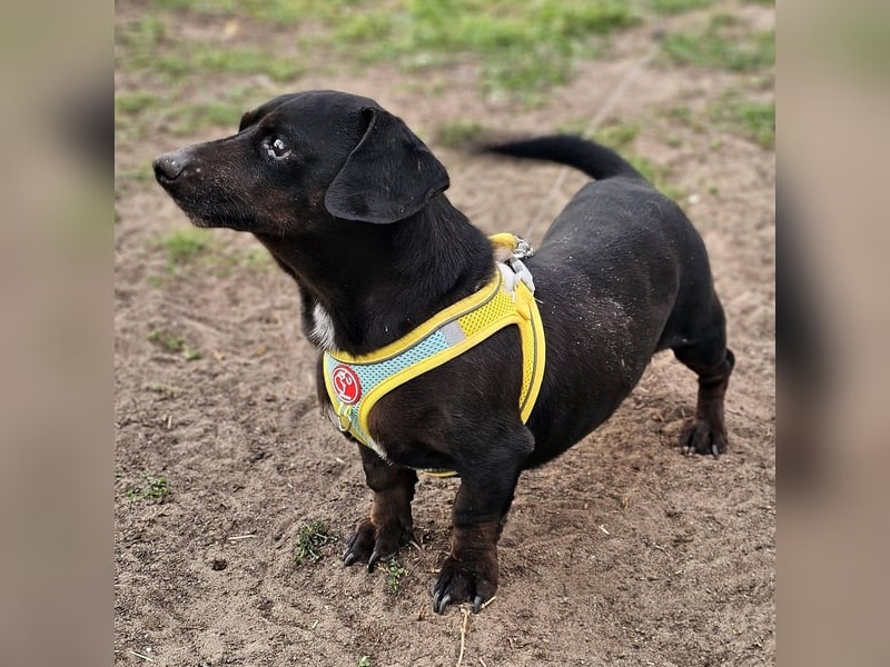 Mandi-ein Dackel mit einem Herz aus Gold