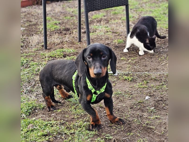 Jergl sucht ein ein behütetes Zuhause