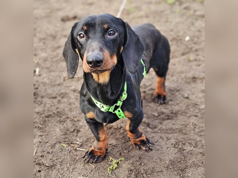 Jergl sucht ein ein behütetes Zuhause