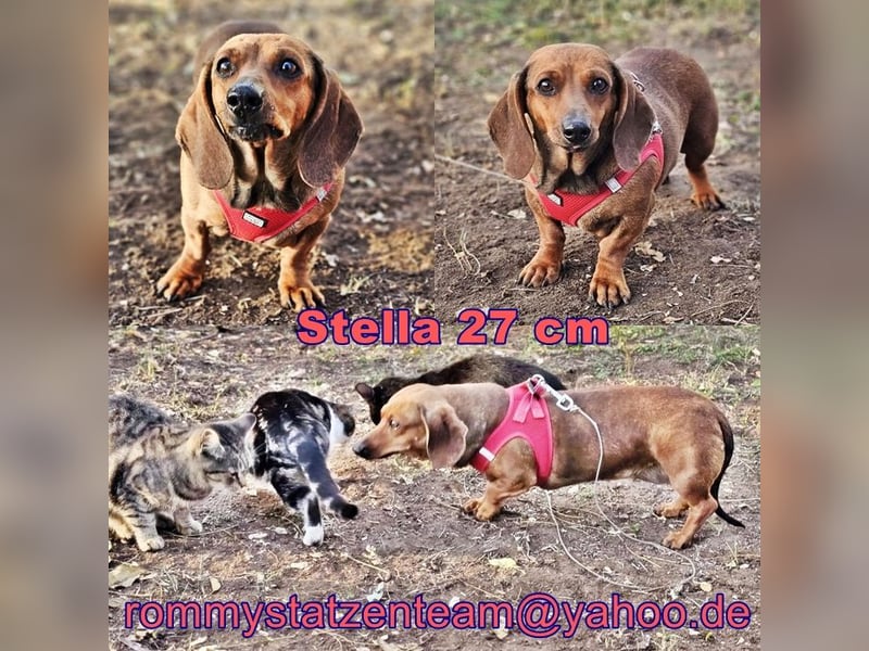 Stella ist ein tolles Dackelmädchen