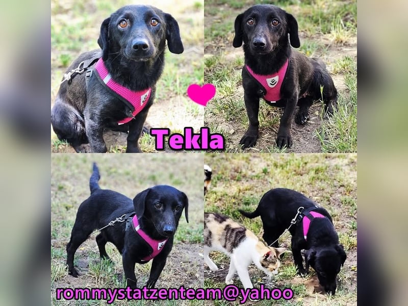 Tekla ist eine sanfte, sensible Hündin