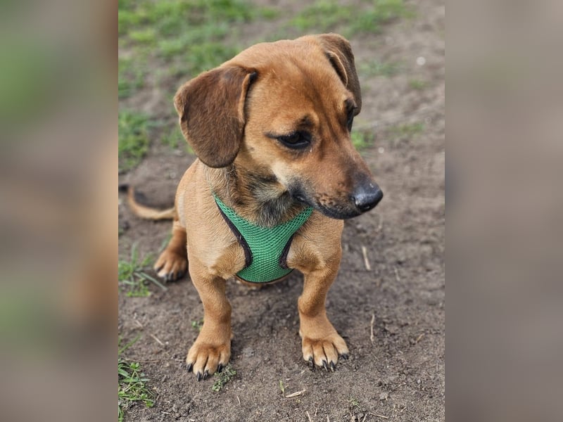 Poldine ist freundlich und aufgeweckt