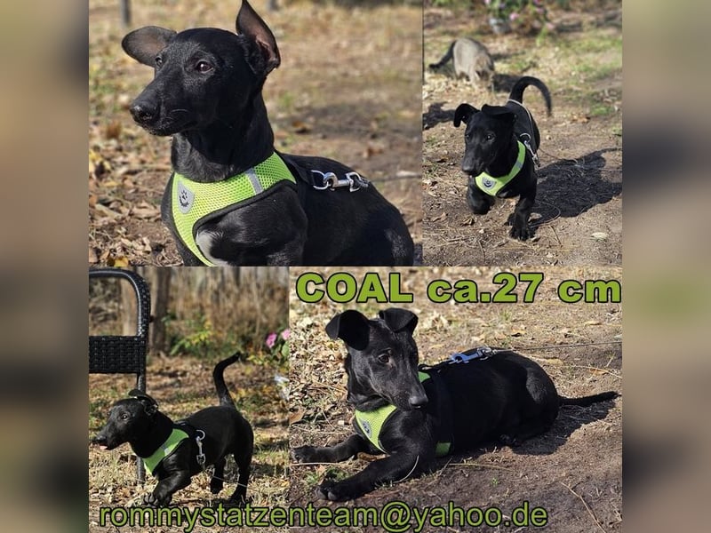 Coal-ein kleiner Charakterkopf und Clown