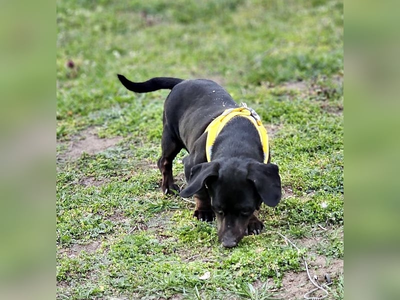 Mandi-ein Dackel mit einem Herz aus Gold