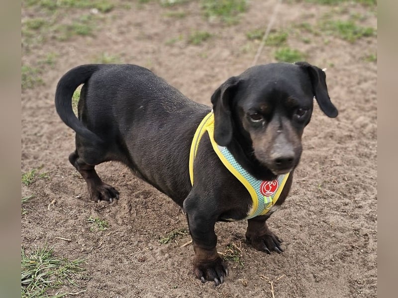 Mandi-ein Dackel mit einem Herz aus Gold