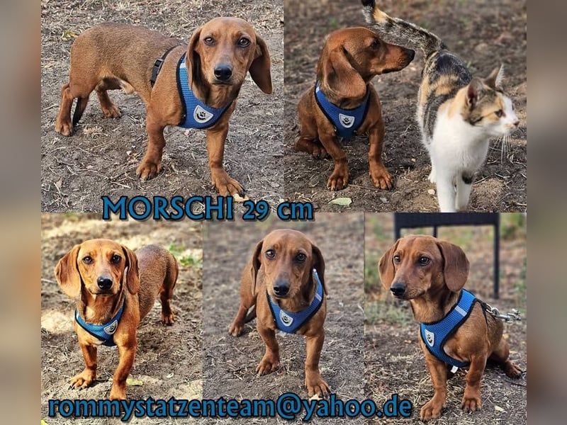 Morschi ist ein junger, aktiver Dackelmann