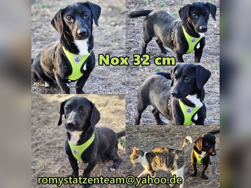 Nox ist voller Lebensfreude und bereit, alles zu lernen
