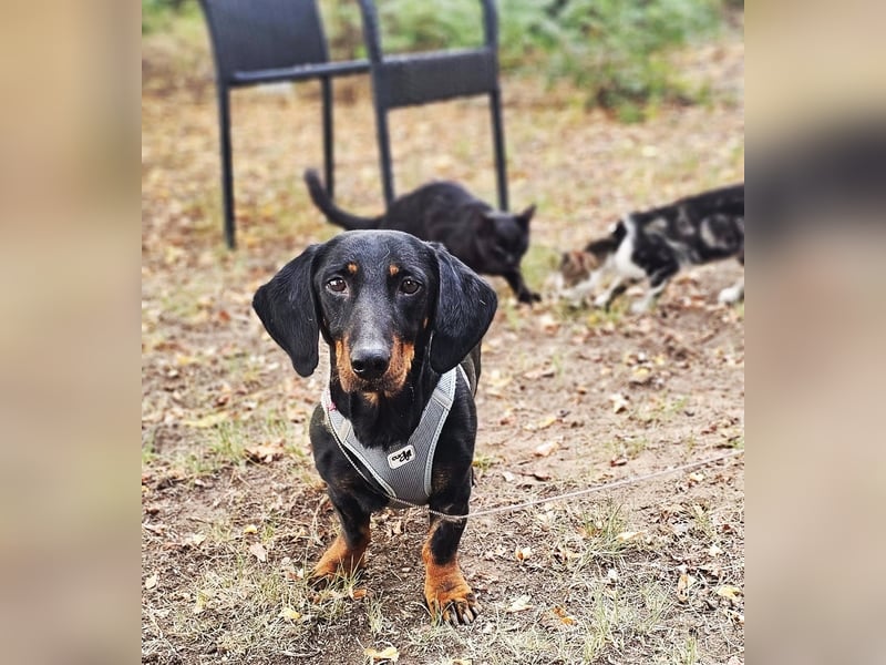 Walram ist ein typischer Dackel Walram ist ein typischer Dackel