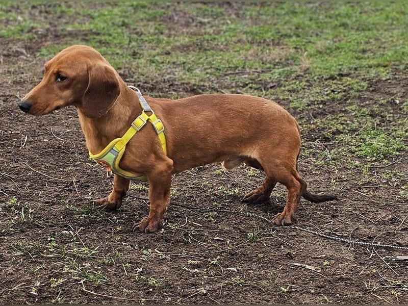 Eddi hat ein freundliches Wesen