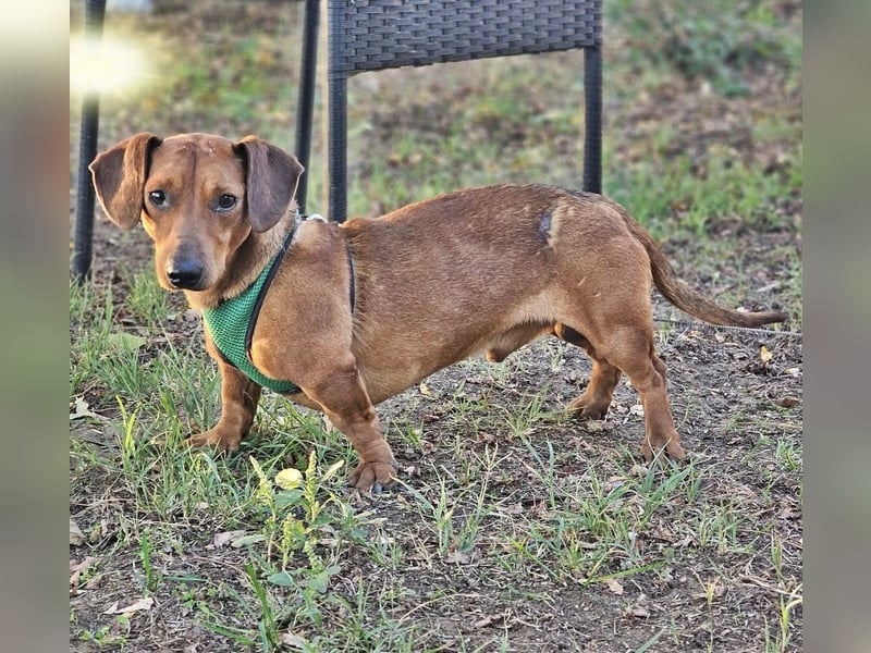 Der aufmerksame Jeppe möchte lernen