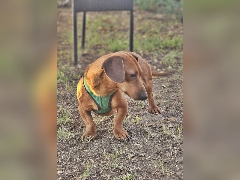 Der aufmerksame Jeppe möchte lernen