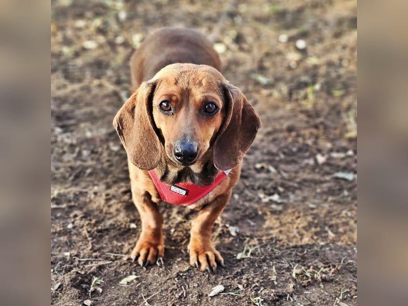 Stella ist ein tolles Dackelmädchen