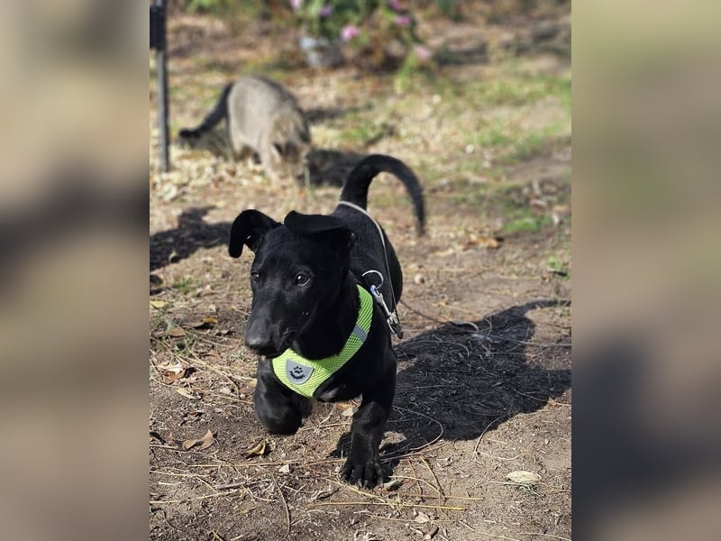 Coal-ein kleiner Charakterkopf und Clown