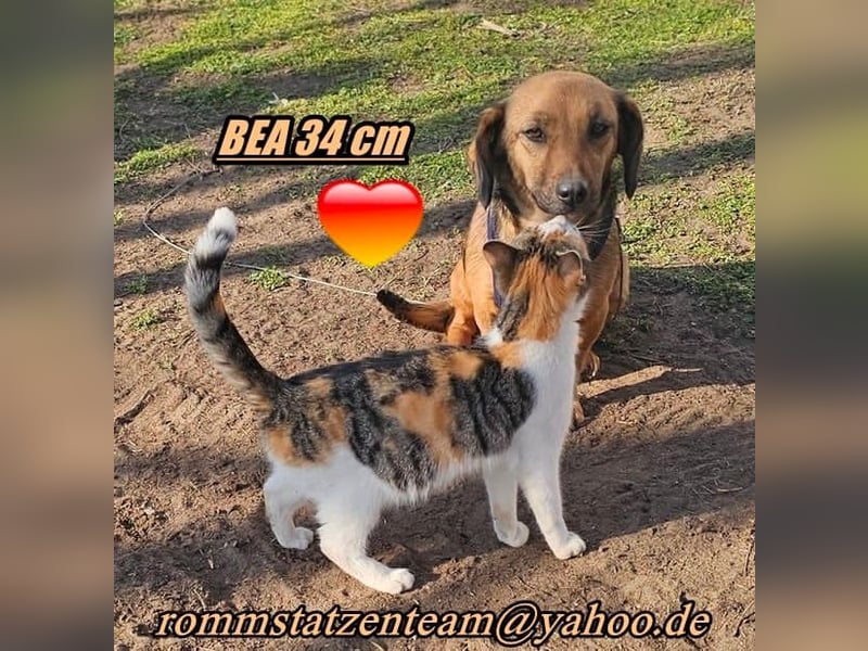Bea - eine wundervolle, sensible Hündin (15378 Rüdersdorf-Herzfelde)