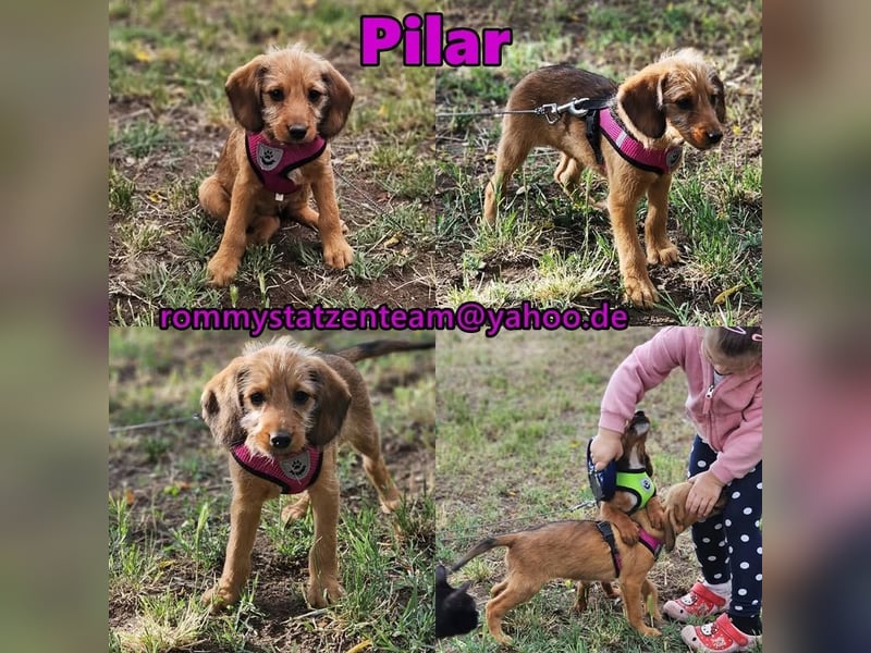 Pilar ist agil und voller Neugier