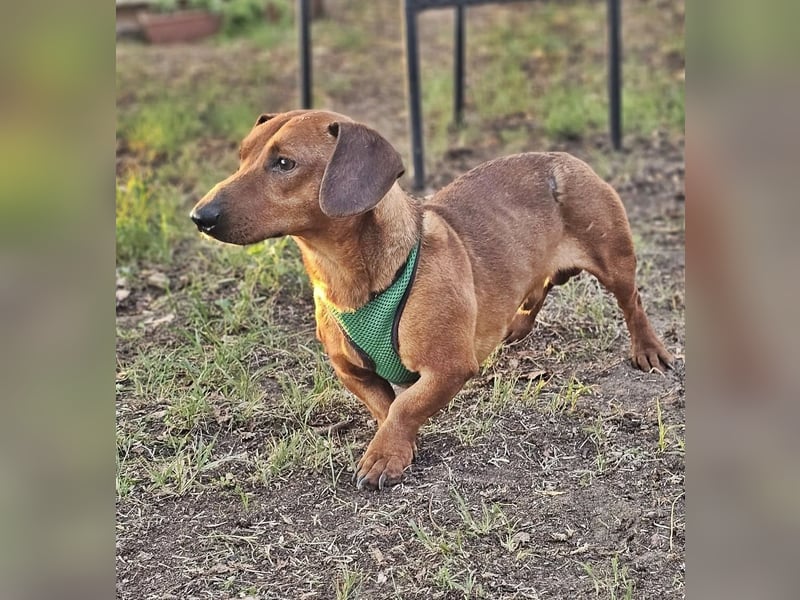 Der aufmerksame Jeppe möchte lernen